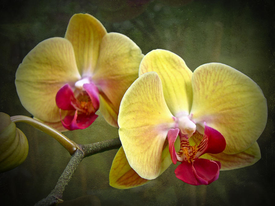 Yellow Moth Orchid which can be grown in pots